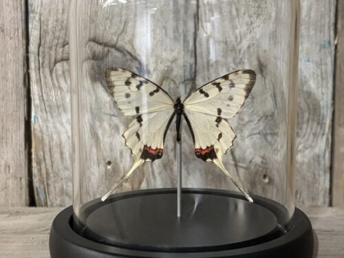 Stolpje met opgezette Dragon Swallowtail vlinder