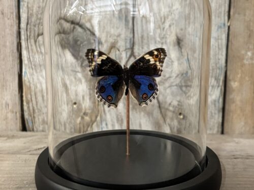 Stolpje met opgezette Blauwe Pansy vlinder