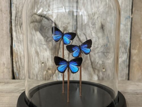 Stolpje met opgezette Dark Cerulean vlinders
