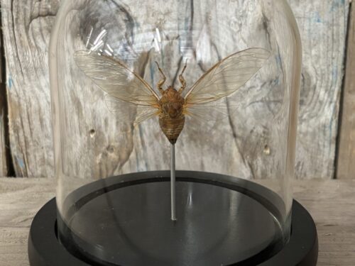Stolpje met opgezette Clear wing Cicade