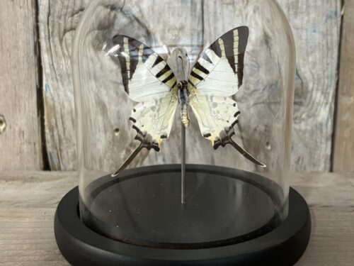 Stolpje met opgezette Five bar Swordtail vlinder