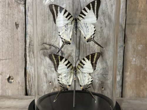Stolp met opgezette five bar Swordtail vlinders