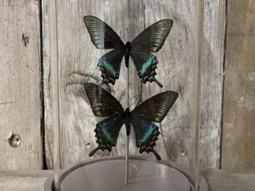 Stolp met opgezette Maackii vlinders