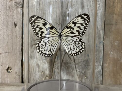 Stolp met opgezette Idea Leuconoe vlinder