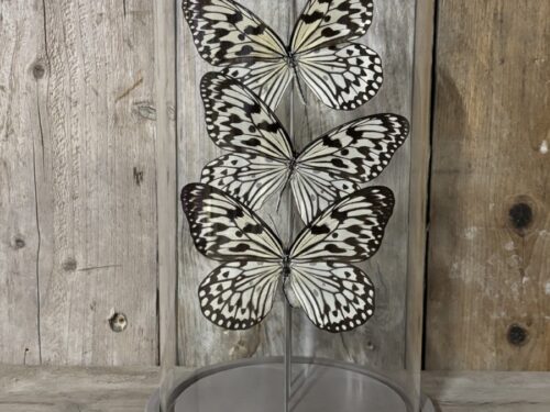 Stolp met opgezette vlinders Idea Leuconoe
