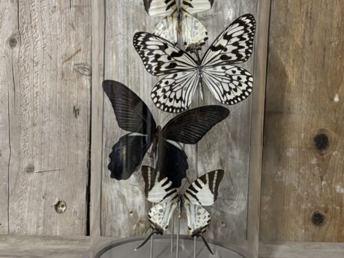 Stolp met opgezette vlinders zwart/wit