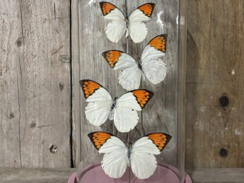 Stolp met opgezette vlinders Oranje tip