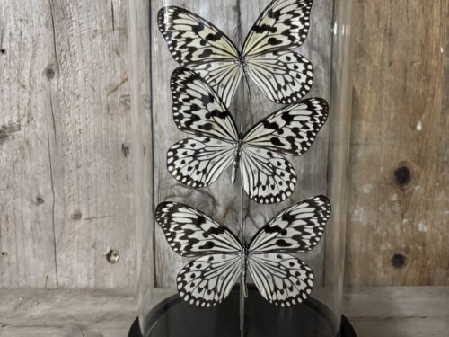 Stolp met opgezette vlinders Idea Leuconoe