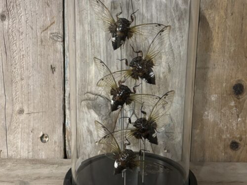 Stolp met opgezette black Clearwing cicaden