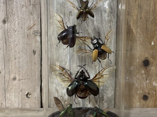 Stop met opgezette assorti insecten