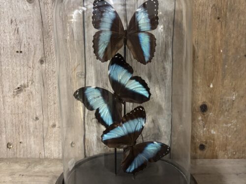 Stolp met opgezette vlinders Morpho Deidamia