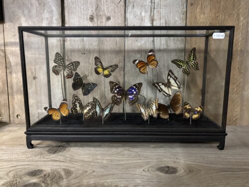 Vitrine met opgezette assorti vlinders