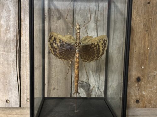 Vitrine met opgezette Reuzen wandelende tak