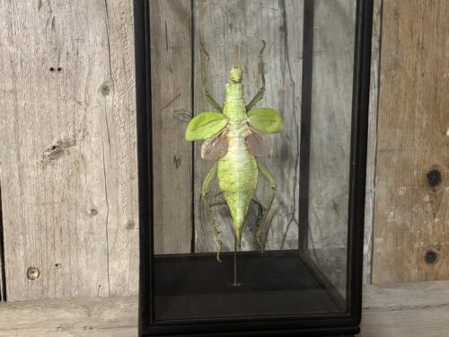 Vitrine met opgezette Maleise jungle Nimf (wandelende tak)