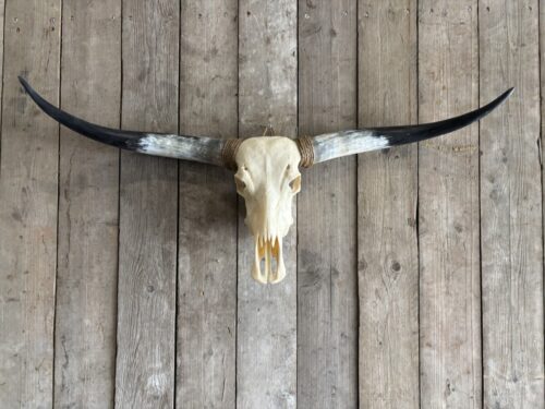 Longhorn schedel
