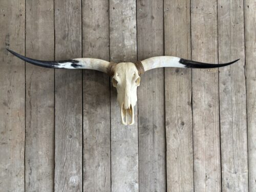 Longhorn schedel