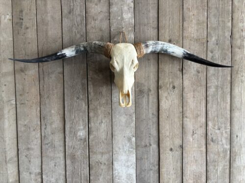 Longhorn schedel