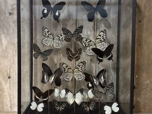 Vlinder vitrine zwart/wit