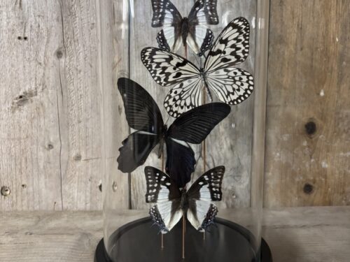 Stolp met opgezette vlinders zwart/wit