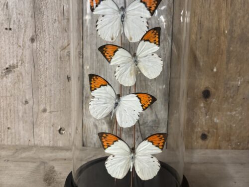 Stolp met opgezette groot Oranje tip vlinders
