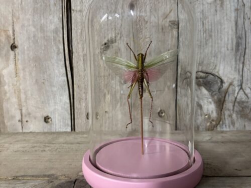 Stolp met opgezette Roze Sprinkhaan