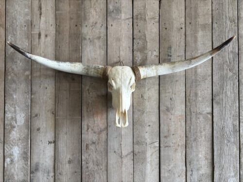 Longhorn schedel