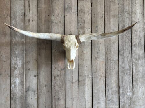 Longhorn schedel