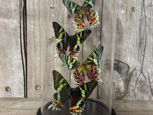 Stolp met opgezette Urania vlinders ( madagaskar sunset Moth)