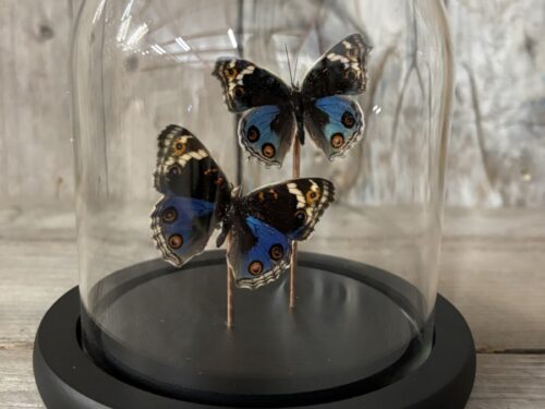 Stolpje met twee opgezette Blauwe Pansy vlinders